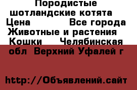 Породистые шотландские котята. › Цена ­ 5 000 - Все города Животные и растения » Кошки   . Челябинская обл.,Верхний Уфалей г.